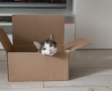 Chat rusé observant attentivement la préparation d'un déménagement, prêt à adopter ses habitudes dans une nouvelle maison.